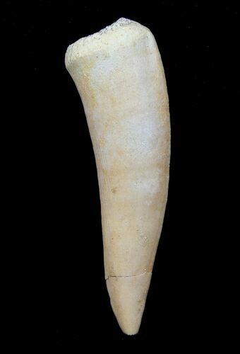 Inch Enchodus Tooth - Extinct Bony Fish #4185